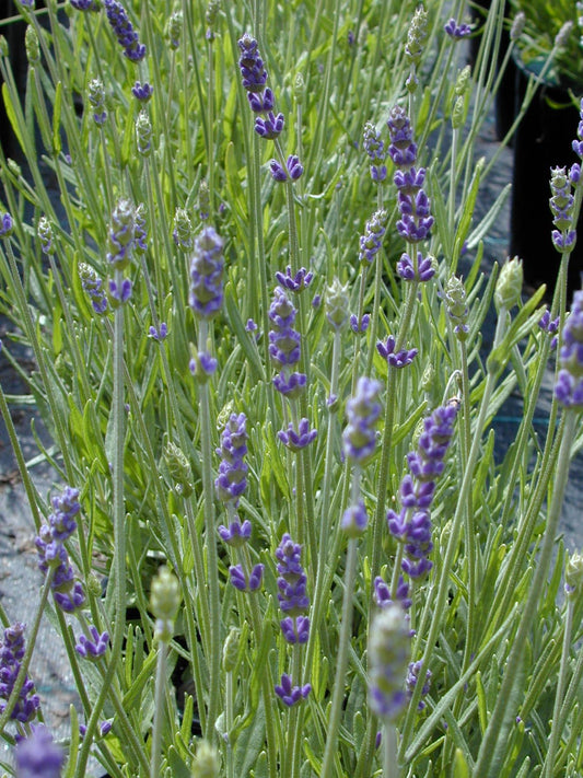 Fat Bud French Lavender