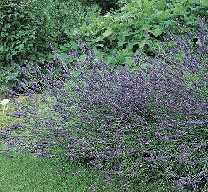 Fat Bud French Lavender