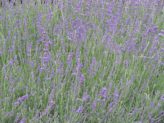 'Munstead Strain' English Lavender
