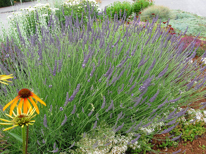 Lavandula x intermedia 'Phenomenal' Lavender