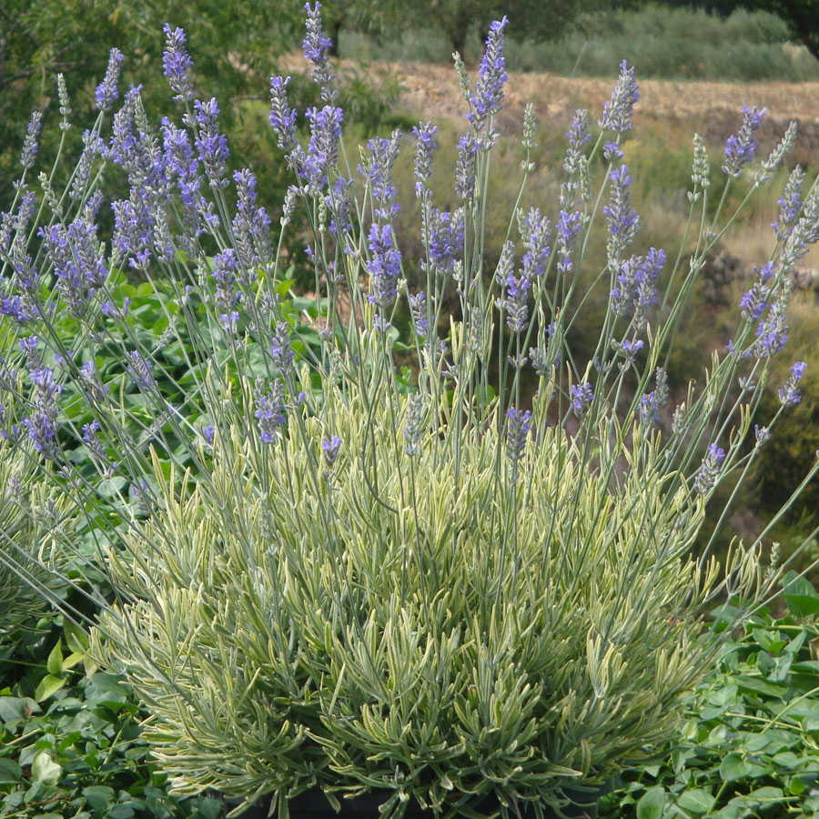 'Platinum Blonde' English Lavender