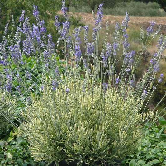 'Platinum Blonde' English Lavender