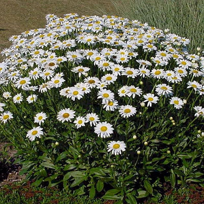 'Alaska' Shasta Daisy
