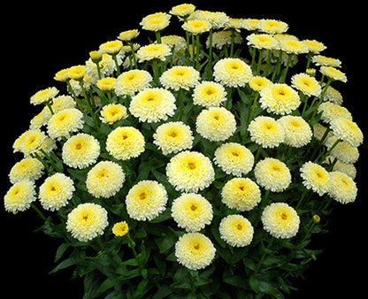 'Luna' Shasta Daisy