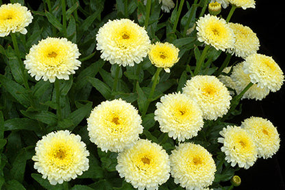 'Luna' Shasta Daisy
