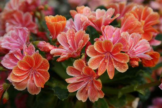 'Sunset Series' Lewisia