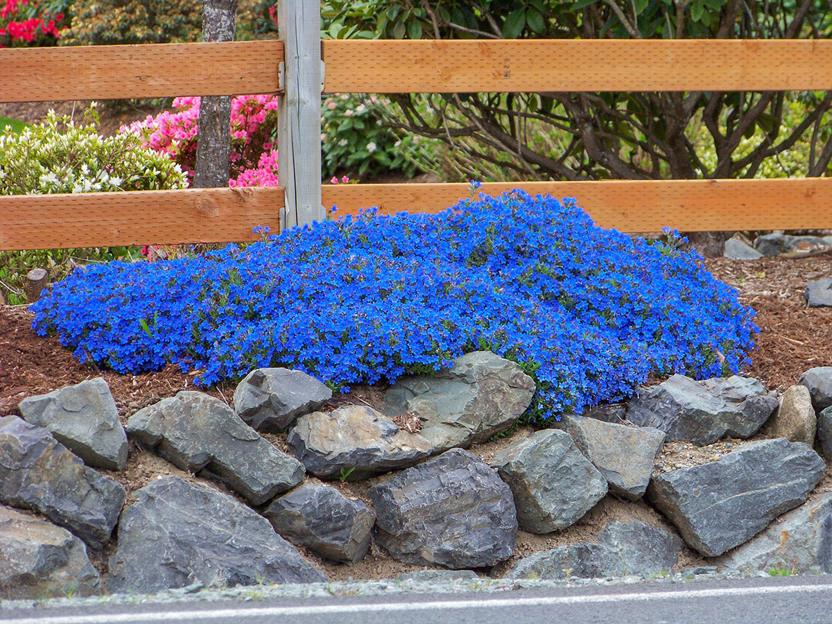 Grace Ward Lithodora