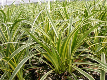 Variegated Lilyturf