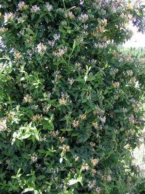 Candy Swirl Honeysuckle