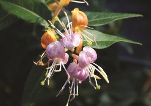 Candy Swirl Honeysuckle