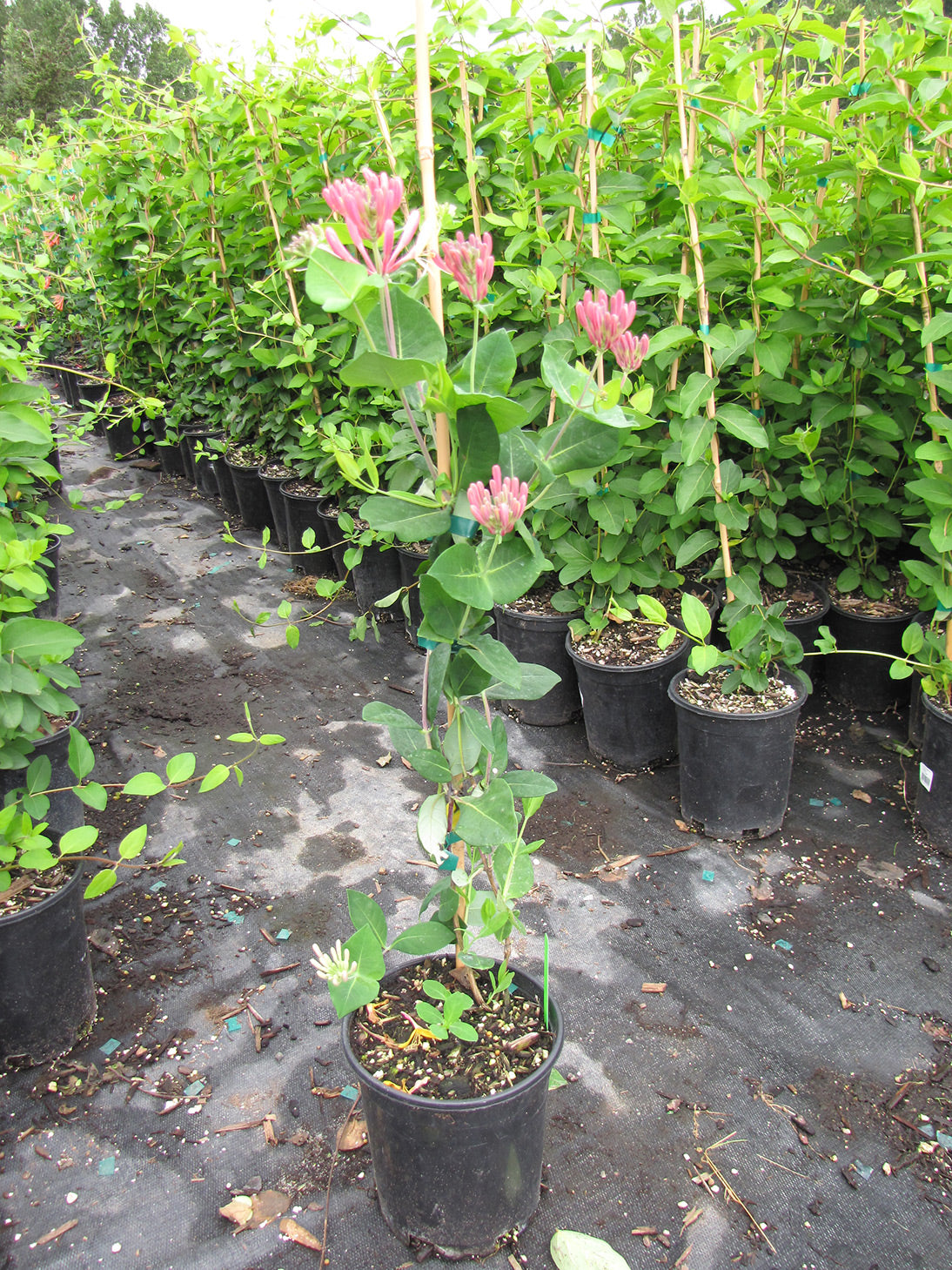 Goldflame Honeysuckle