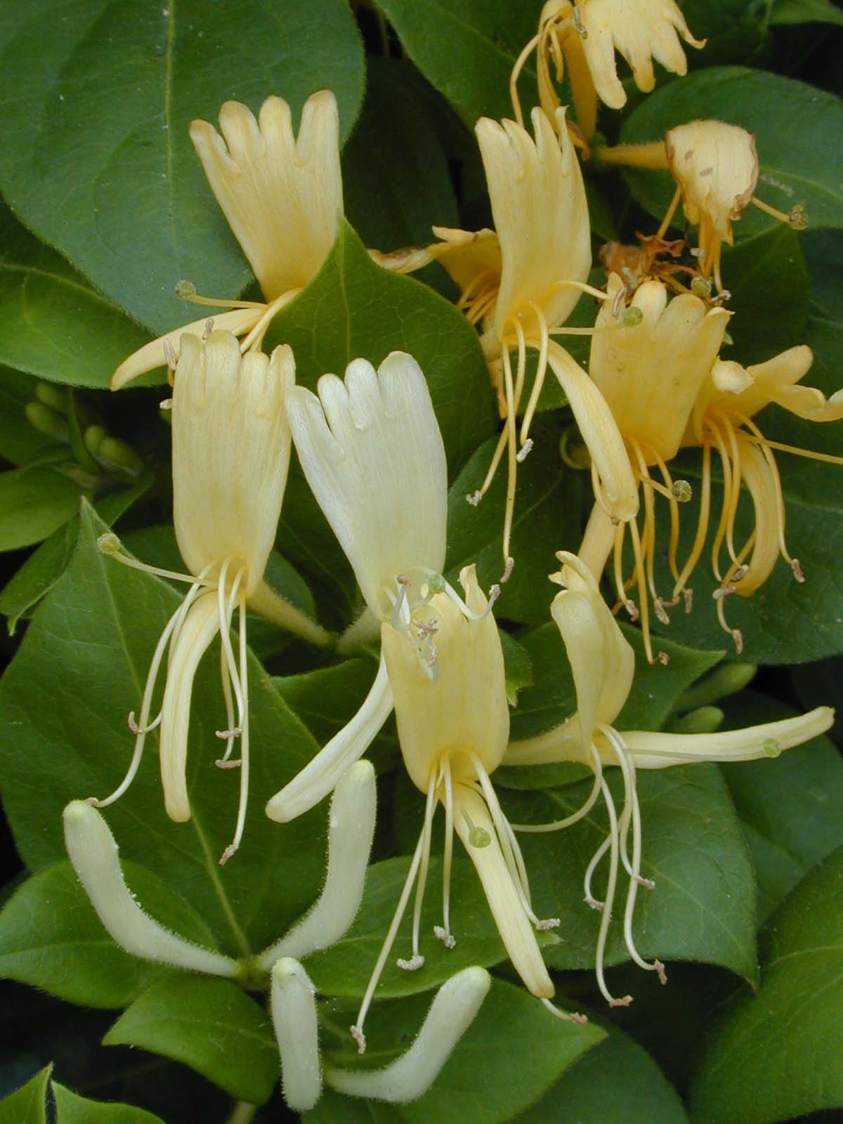 Hall's Japanese Honeysuckle