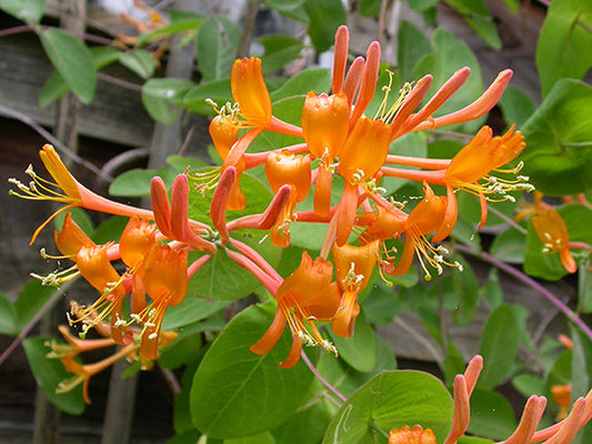 Mandarin Honeysuckle