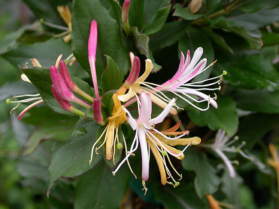 Purple-Leaf Japanese Honeysuckle