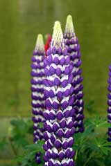 Westcountry Blacksmith Lupine