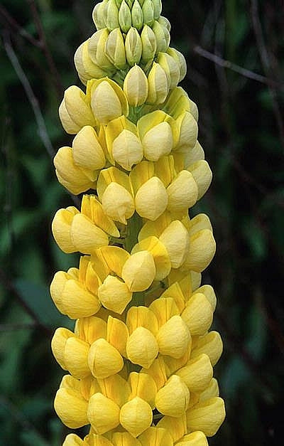Westcountry Desert Sun Lupine