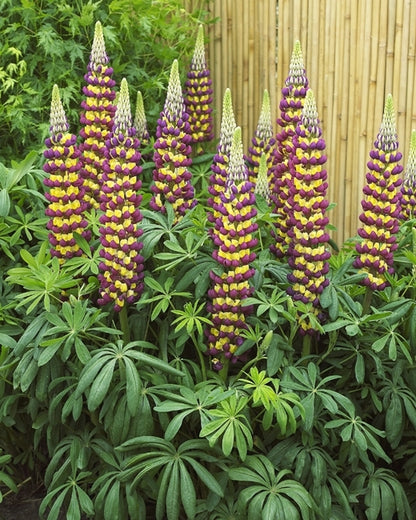 Westcountry Manhattan Lights Lupine