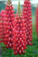 Westcountry Red Rum Lupine