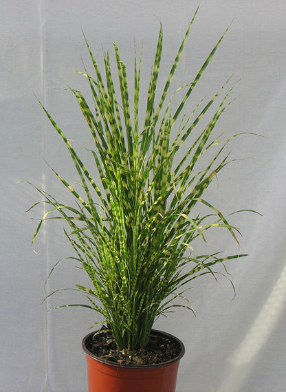 Miscanthus sinensis 'Gold Bar' Compact Variegated Maiden Grass