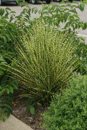 Miscanthus sinensis 'Gold Bar' Compact Variegated Maiden Grass