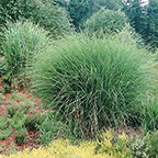 Miscanthus sinensis 'Gracillimus' Maiden Hair Grass