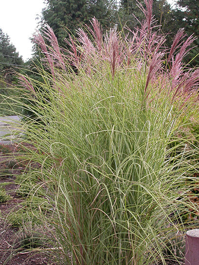 Miscanthus sinensis 'Morning Light' Maiden Grass