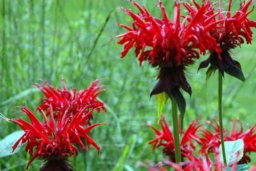 Jacob Cline Bee Balm