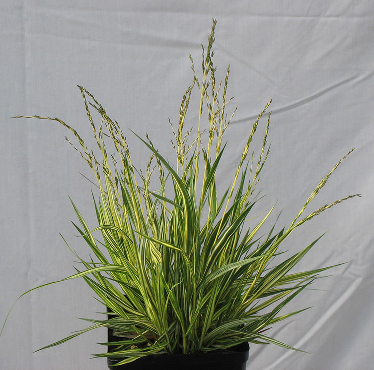 Molinia caerulea 'Variegata' Variegated Moor Grass