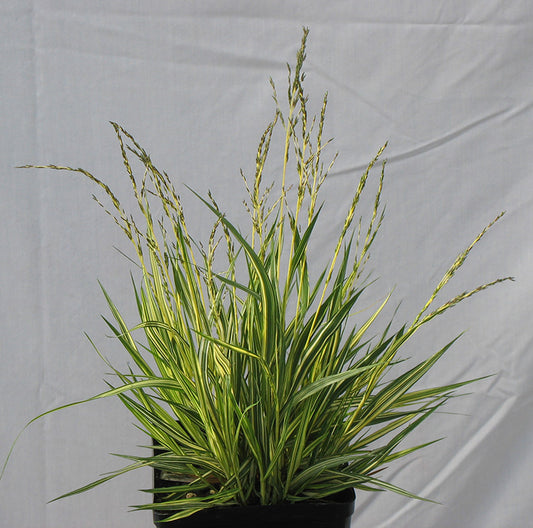 Molinia caerulea 'Variegata' Variegated Moor Grass