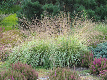 Molinia caerulea 'Variegata' Variegated Moor Grass