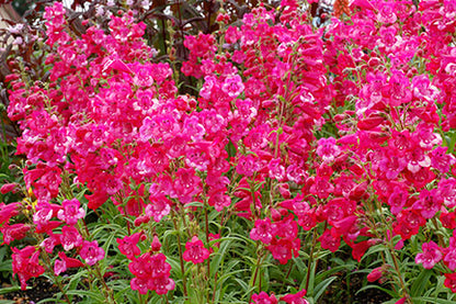Cha Cha Hot Pink Beardtongue
