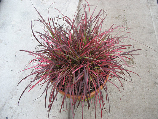 Fireworks Fountain Grass