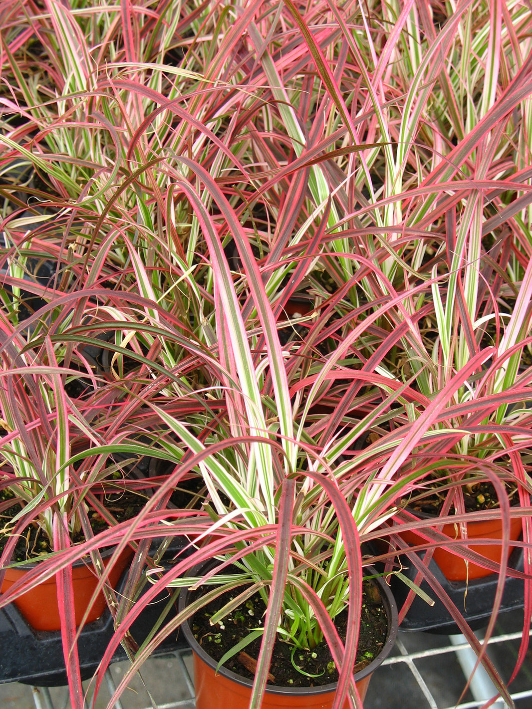 Uncinia ‘Red Hook’ | Fiery Red Evergreen Sedge for Bold Contrast ...
