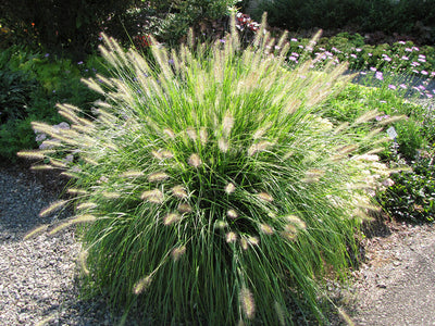  Grasses For Cutting