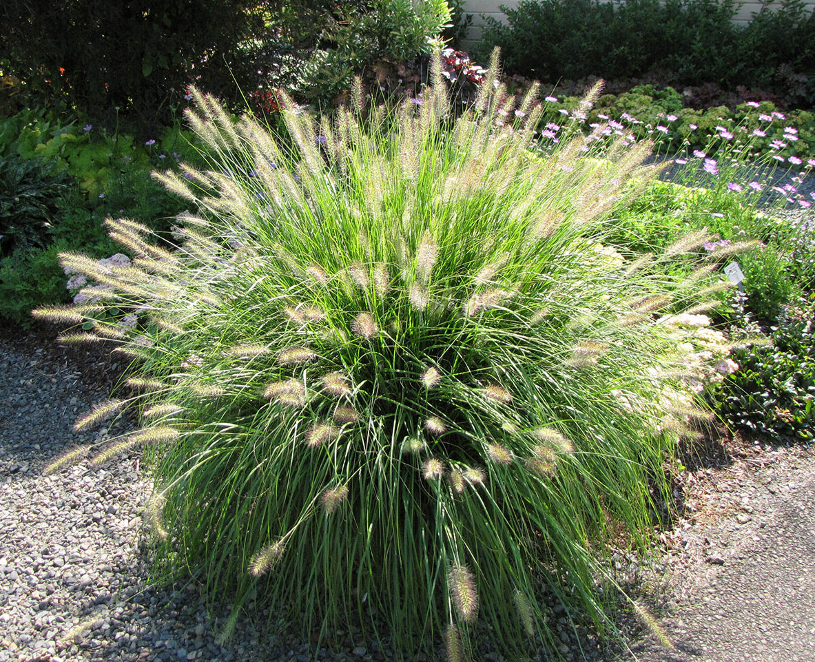 Pennisetum alop. 'Hameln' Dwarf Fountain Grass