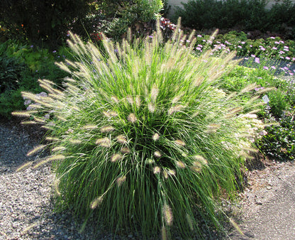 Pennisetum alop. 'Hameln' Dwarf Fountain Grass