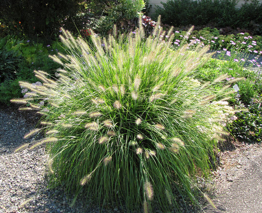 Pennisetum alop. 'Hameln' Dwarf Fountain Grass