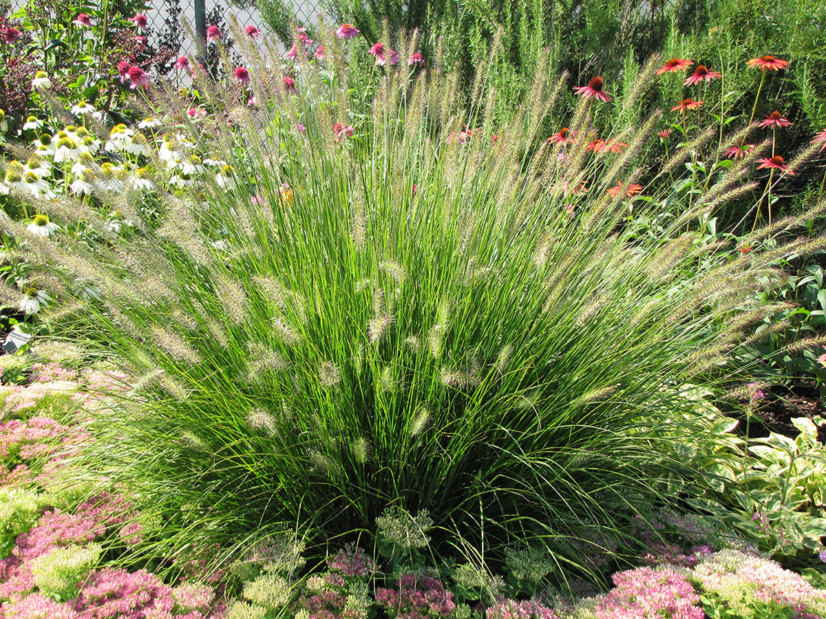 Pennisetum alop. 'Hameln' Dwarf Fountain Grass