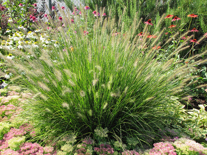 Pennisetum alop. 'Hameln' Dwarf Fountain Grass
