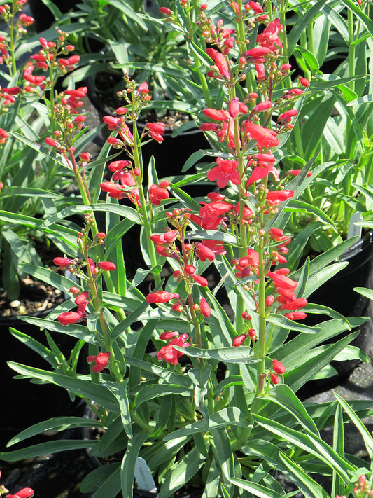 Red Riding Hood Beardtongue