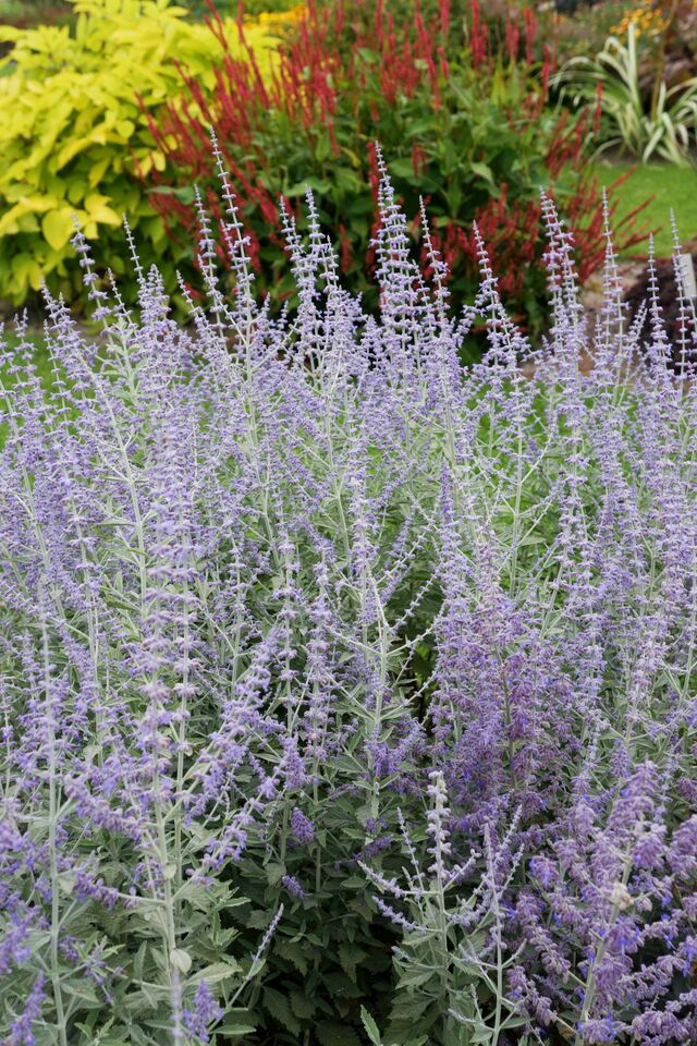 Russian Sage
