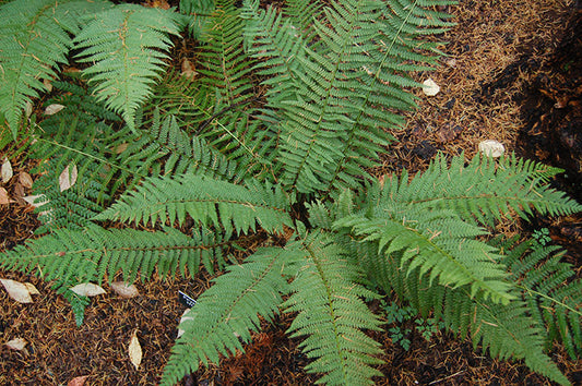 Soft Shield Fern Polystichum setiferum