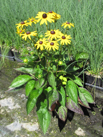 Goldsturm Black-Eyed Susan