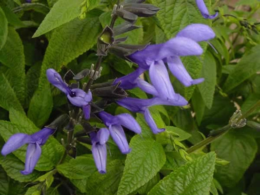 Black And Blue Sage
