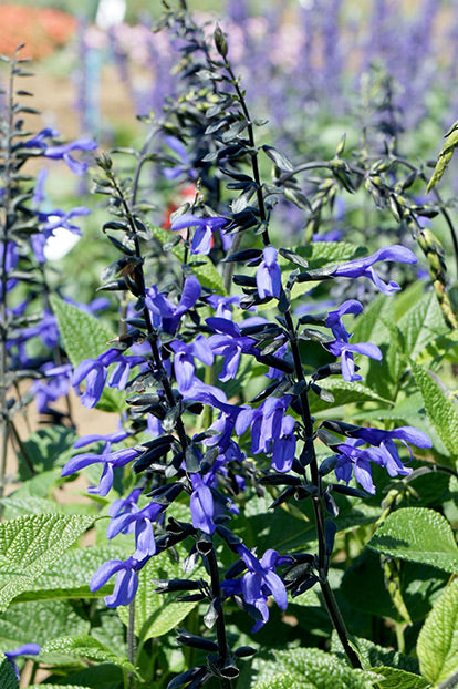Black And Bloom Sage
