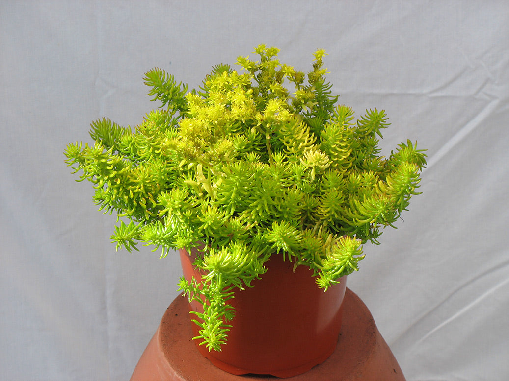 Sedum 'Angelina' Stonecrop