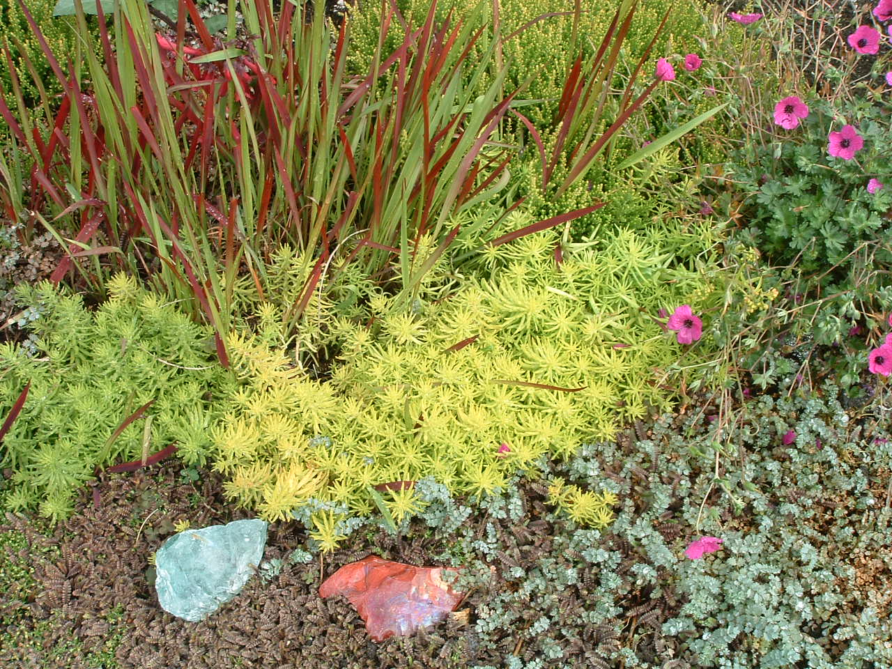Sedum 'Angelina' Stonecrop