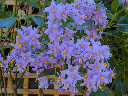 Glasnevin Chilean Potato Bush
