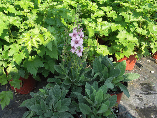Jackie in Pink Mullein
