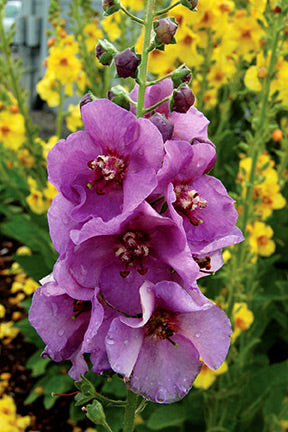 Sugar Plum Mullein